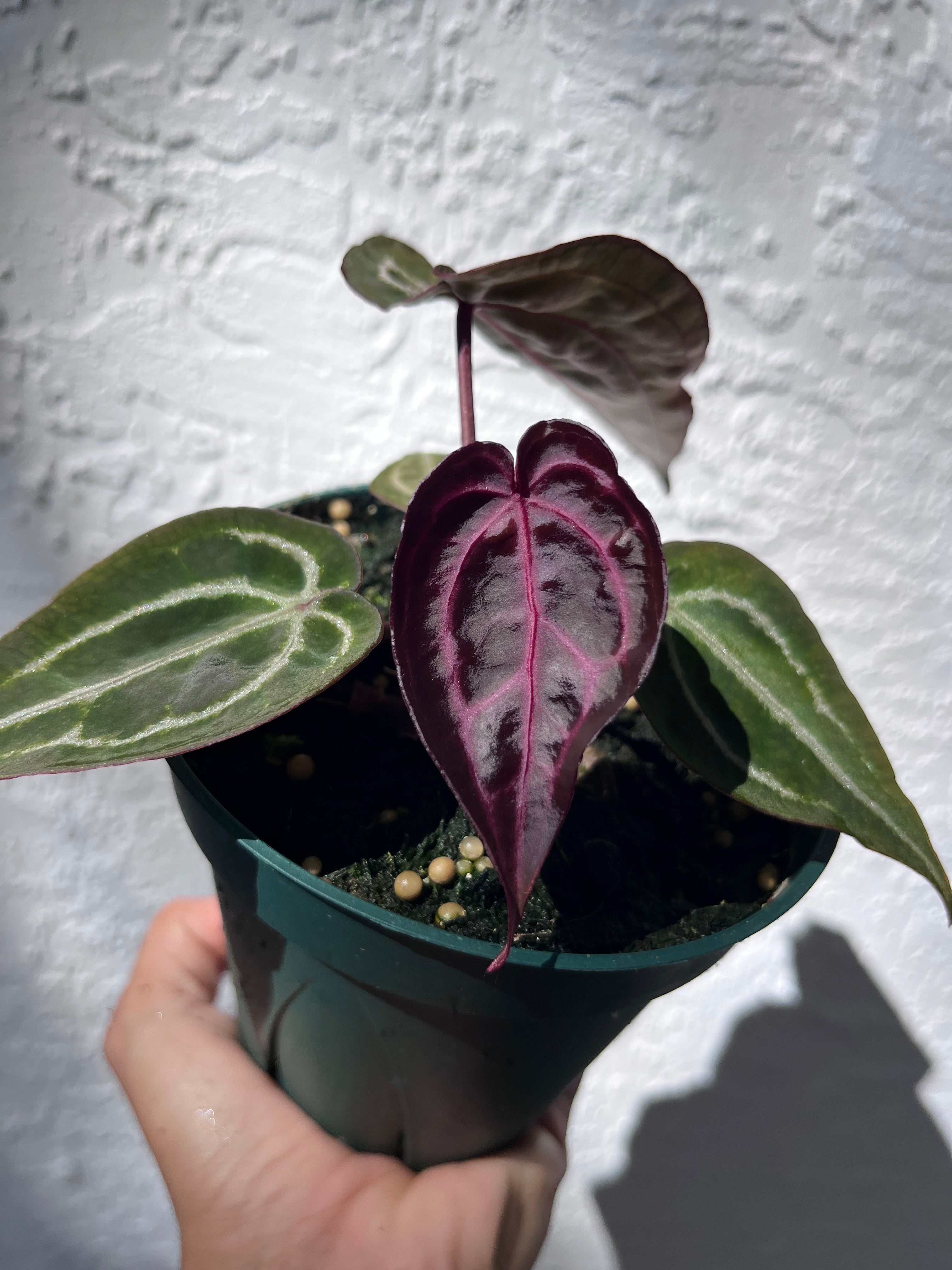 415DA52E-08F8-41DE-A7CC-