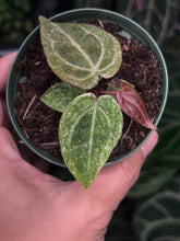 Load image into Gallery viewer, Anthurium Zara x Michelle x Red Crystallinum variegated seedling (Purple Emergent)
