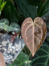 Load image into Gallery viewer, Anthurium Black Widow x Michelle division (2 available)
