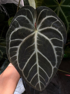 Anthurium SKG Grey bench hybrid- 6 seedlings for $30
