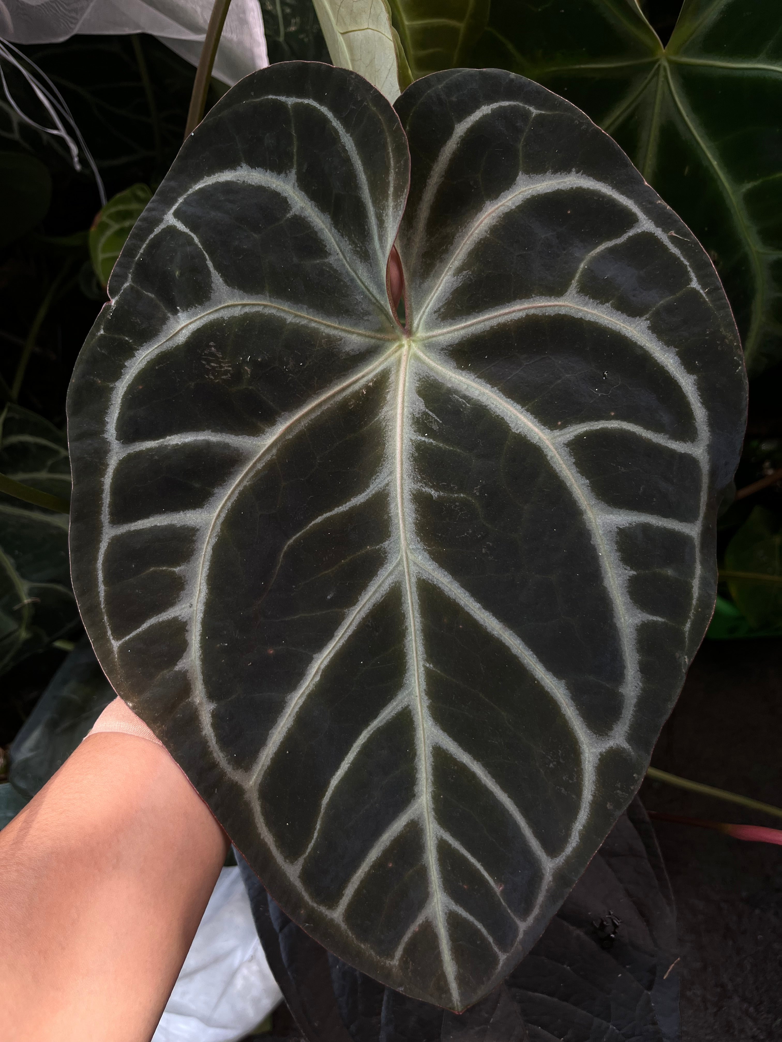anthurium grex-avium Anthurium SKG Grey bench hybrid- 6 seedlings for $30 – TanAsianWithPlants