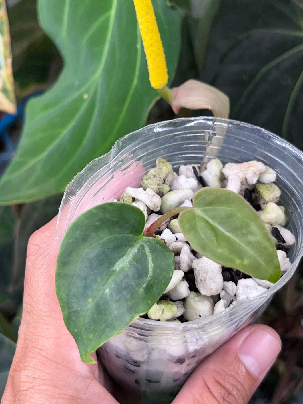 Anthurium (Papillilaminum x Magnificum) x (Stripey) division