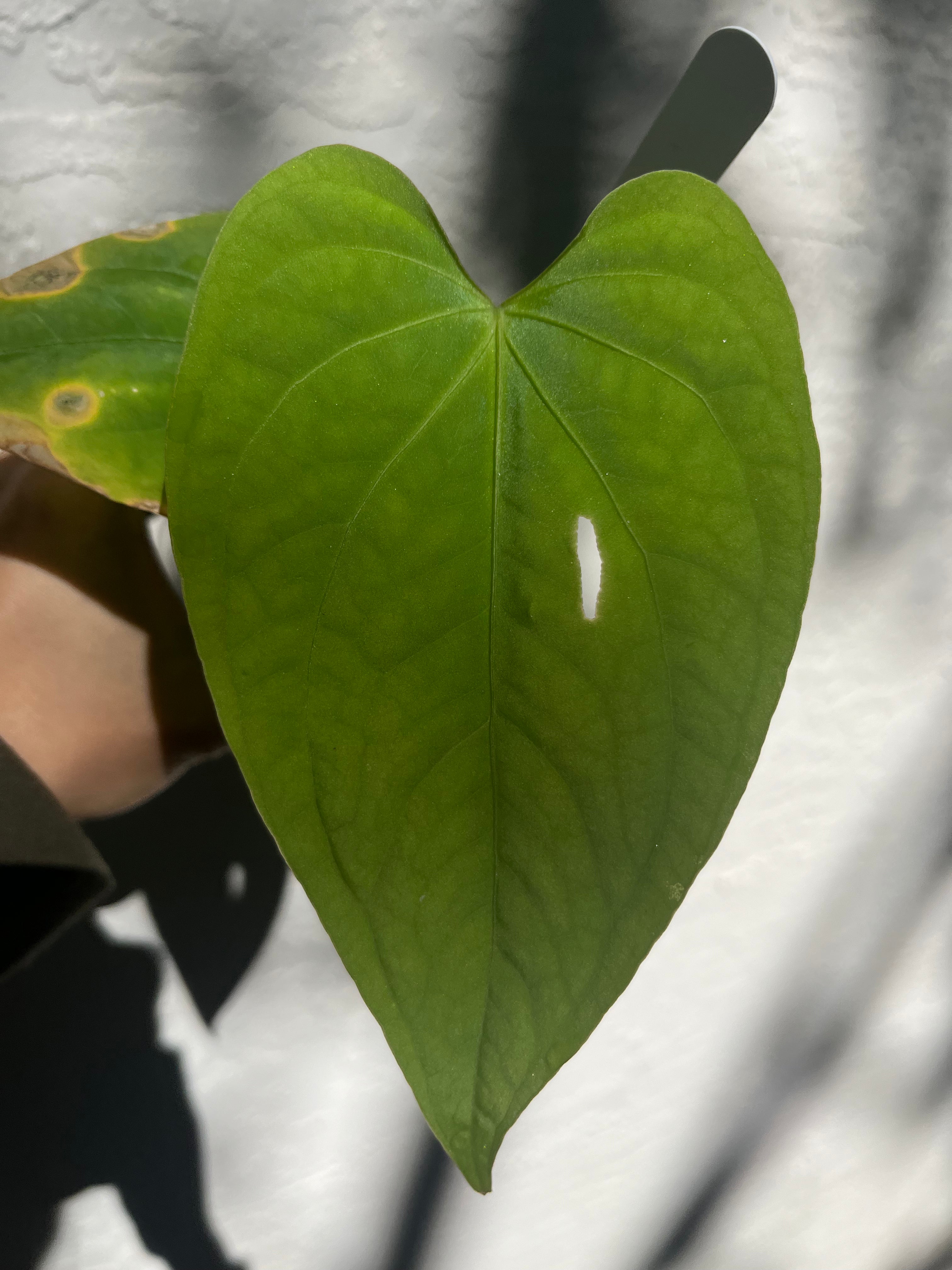 anthurium pacora Anthurium sp. Nova Panama