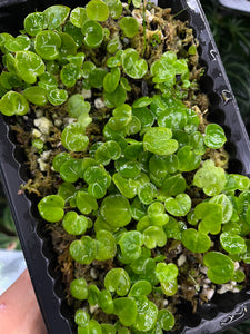 Anthurium Seedling Bundle