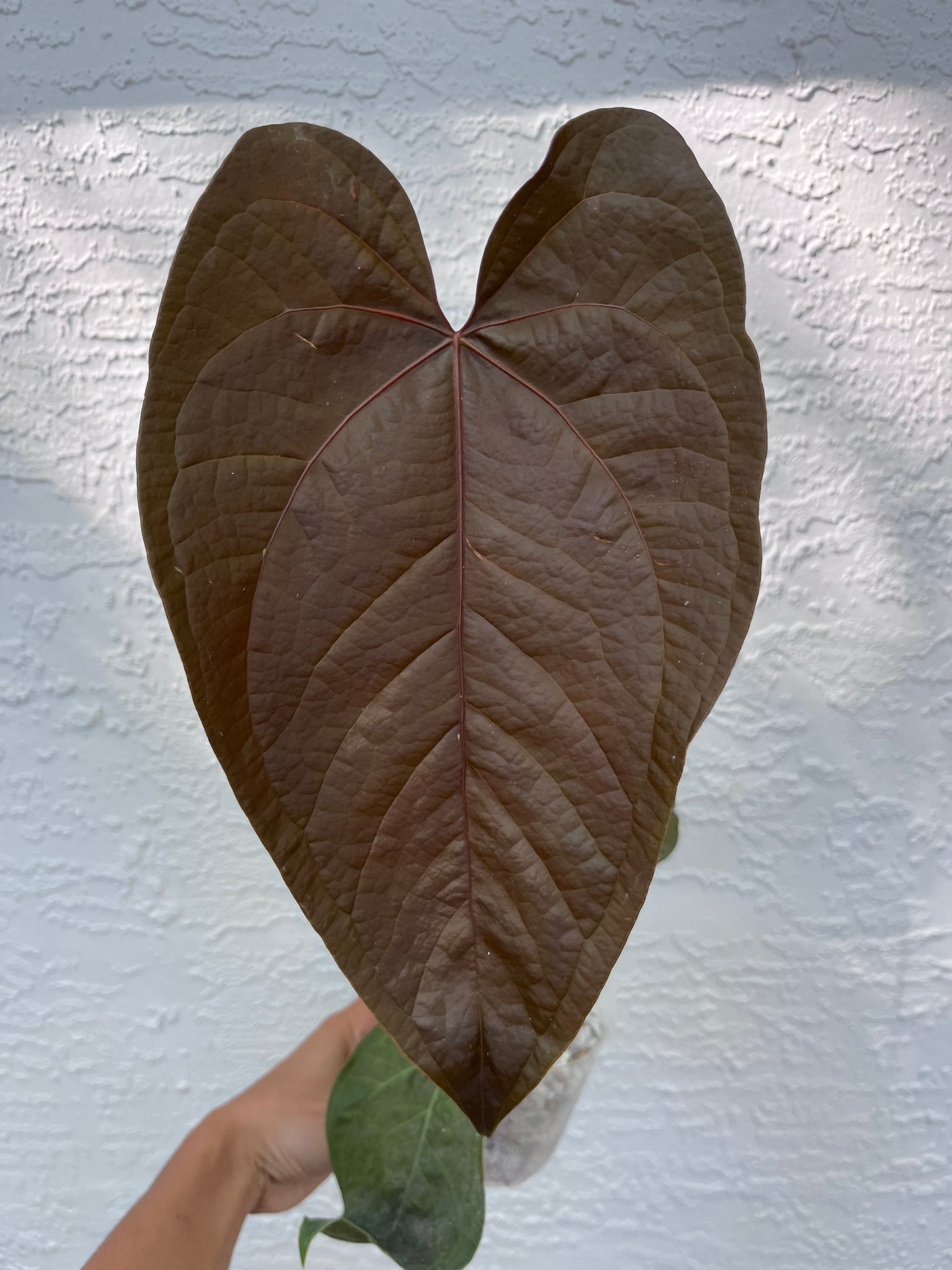 queen of hearts anthurium Anthurium Queen of Hearts division – TanAsianWithPlants