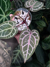 Load image into Gallery viewer, Anthurium Zara x Michelle x Red Crystallinum
