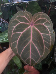 Anthurium Red Crystallinum Tezula large