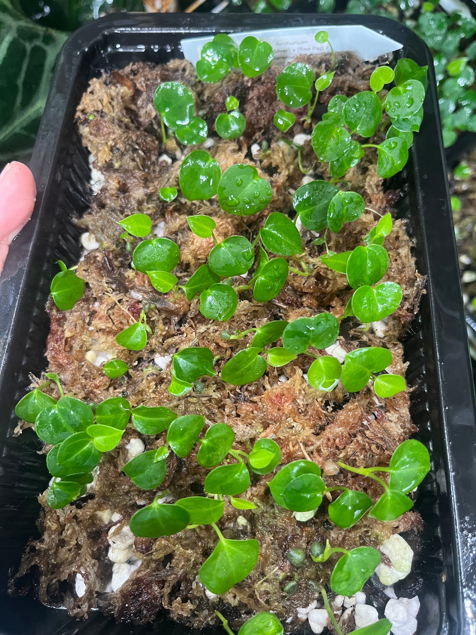 anthurium magnificum x besseae aff Anthurium Papillilaminum x Magnificum x Besseae aff x Ace of Spades- 3 seedlings for $45