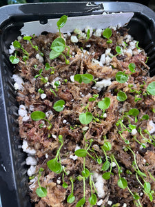 Seedling Bundle (6 seedlings total)
