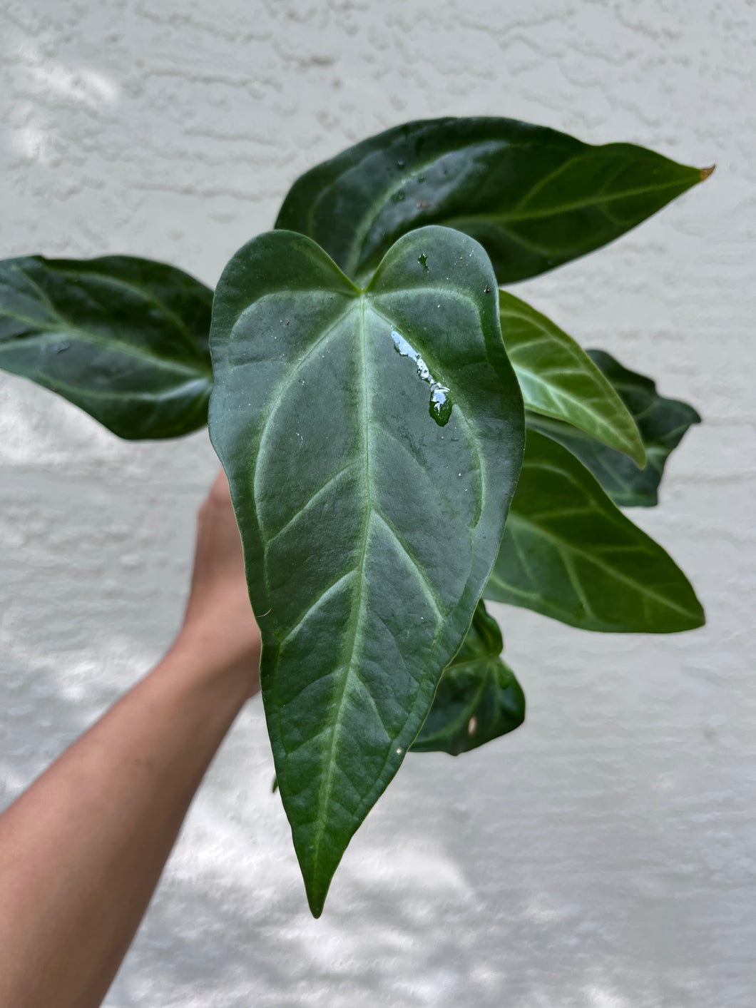 Anthurium Pink Lemonade x Rio Clarense Wild Hybrid division