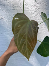 Load image into Gallery viewer, Anthurium Ree Papillilaminum x Rio Clarense Wild Hybrid division
