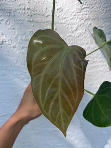 Anthurium Ree Papillilaminum x Rio Clarense Wild Hybrid division