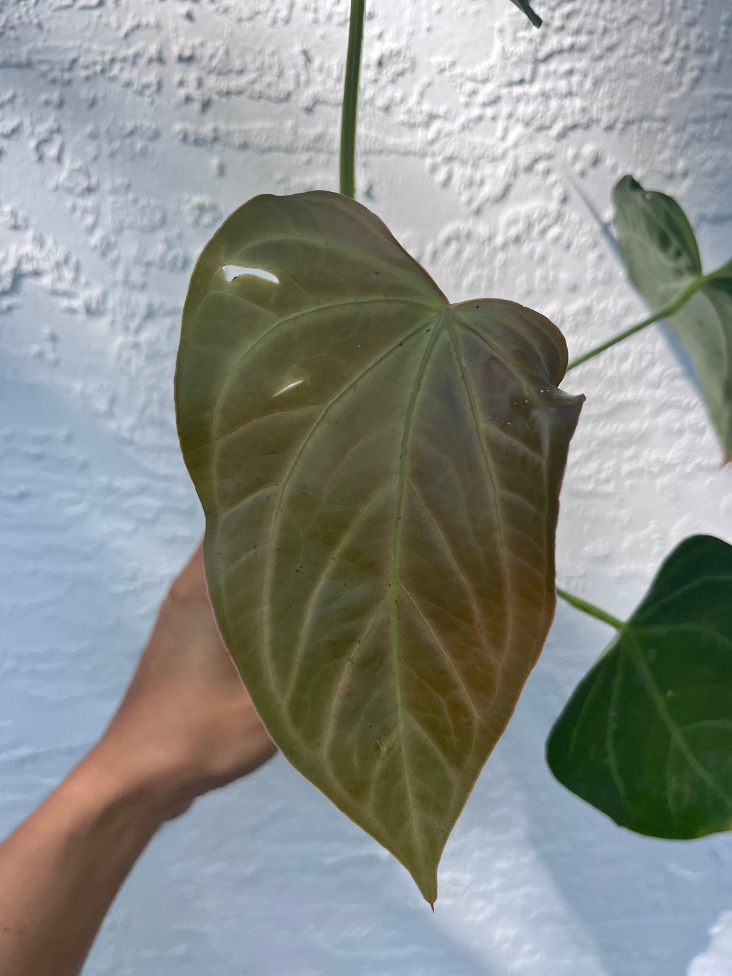 Anthurium Ree Papillilaminum x Rio Clarense Wild Hybrid division