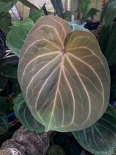 Load image into Gallery viewer, Anthurium King of Spades
