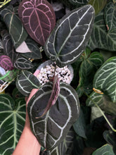 Load image into Gallery viewer, Anthurium Zara x Michelle x Red Crystallinum (Purple)
