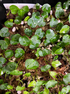 Anthurium SKG Grey x Papillilaminum x Magnificum- 4 seedlings