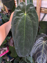 Load image into Gallery viewer, Anthurium Papillilaminum #5 x Hot Chocolate division
