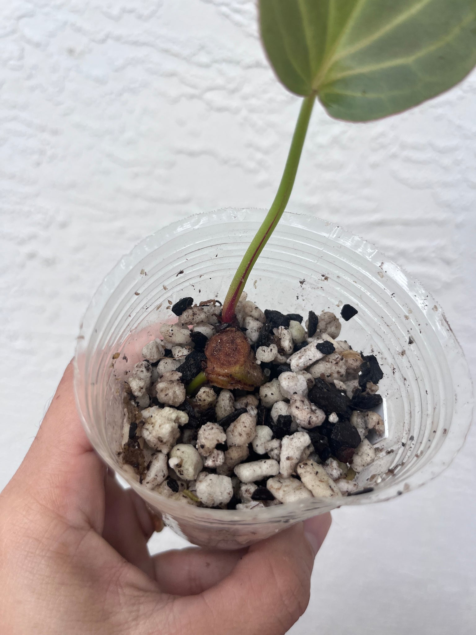 philodendron black widow Anthurium Black Widow x Michelle division – TanAsianWithPlants