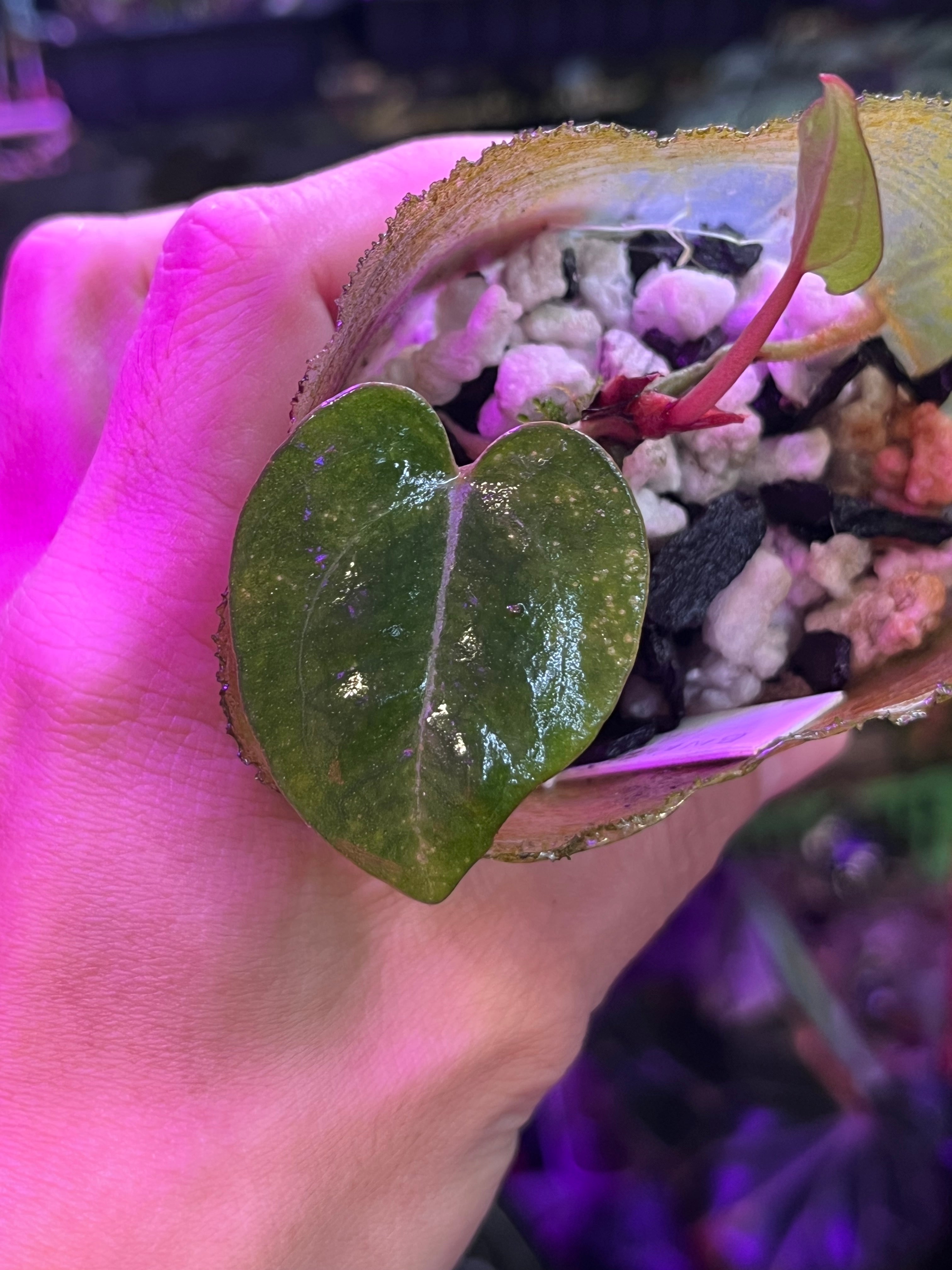 Anthurium Black Widow x Michelle division  TanAsianWithPlants