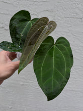 Load image into Gallery viewer, Anthurium Stripey x Ace of Spades (Narrow Form) division
