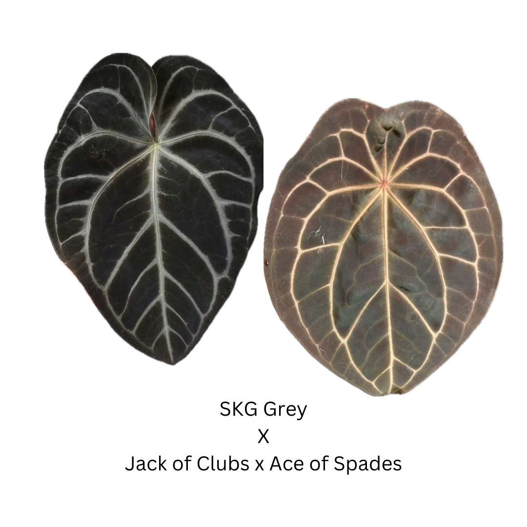 Anthurium SKG Grey x Jack Of Clubs x Ace of Spades - 5