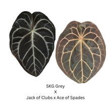 Load image into Gallery viewer, Anthurium SKG Grey x Jack Of Clubs x Ace of Spades - 3 seedlings
