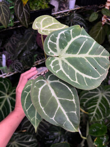 Anthurium Black Widow x Michelle division