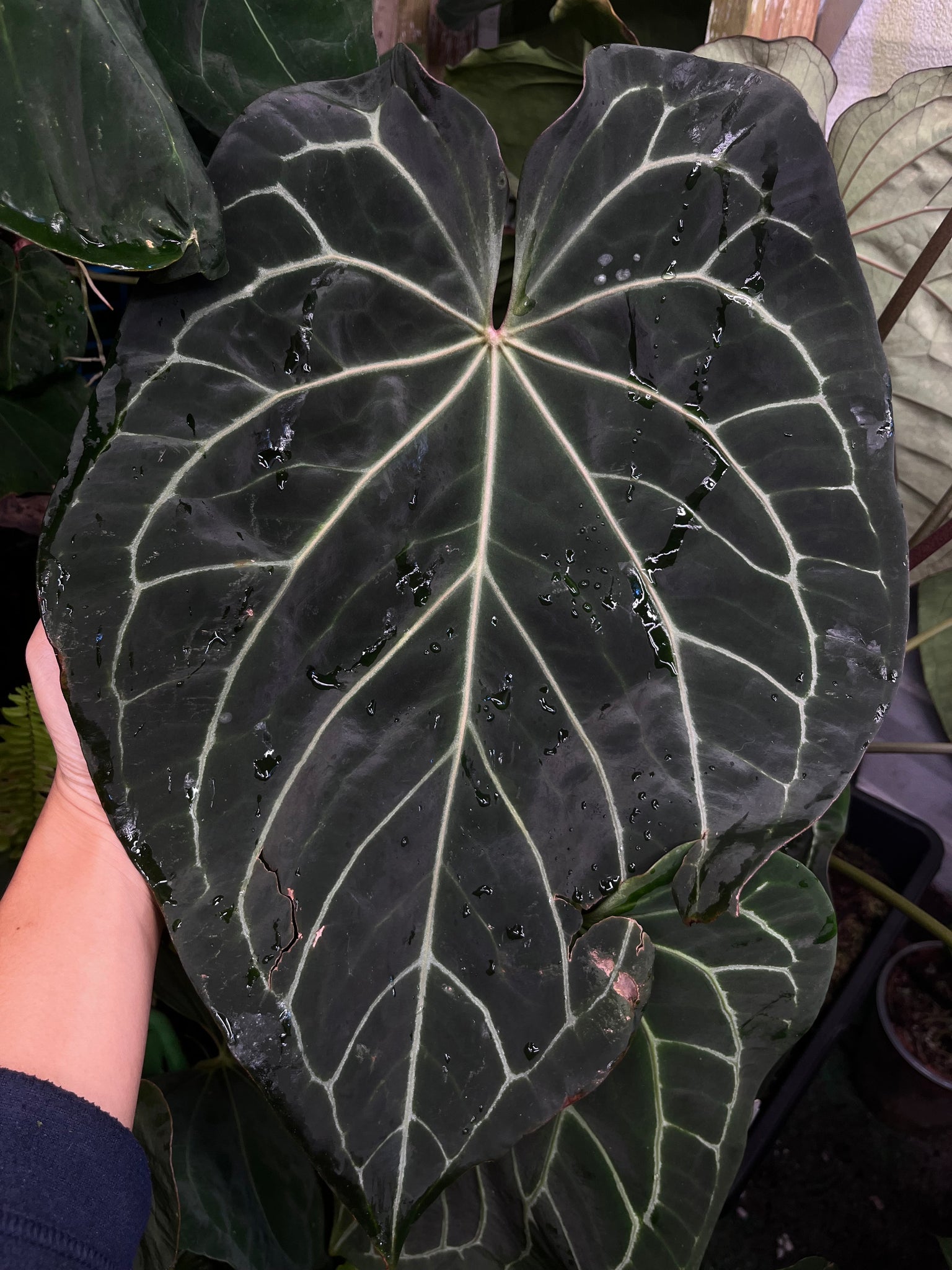 anthurium black widow x michelle Anthurium Black Widow x Michelle division – TanAsianWithPlants