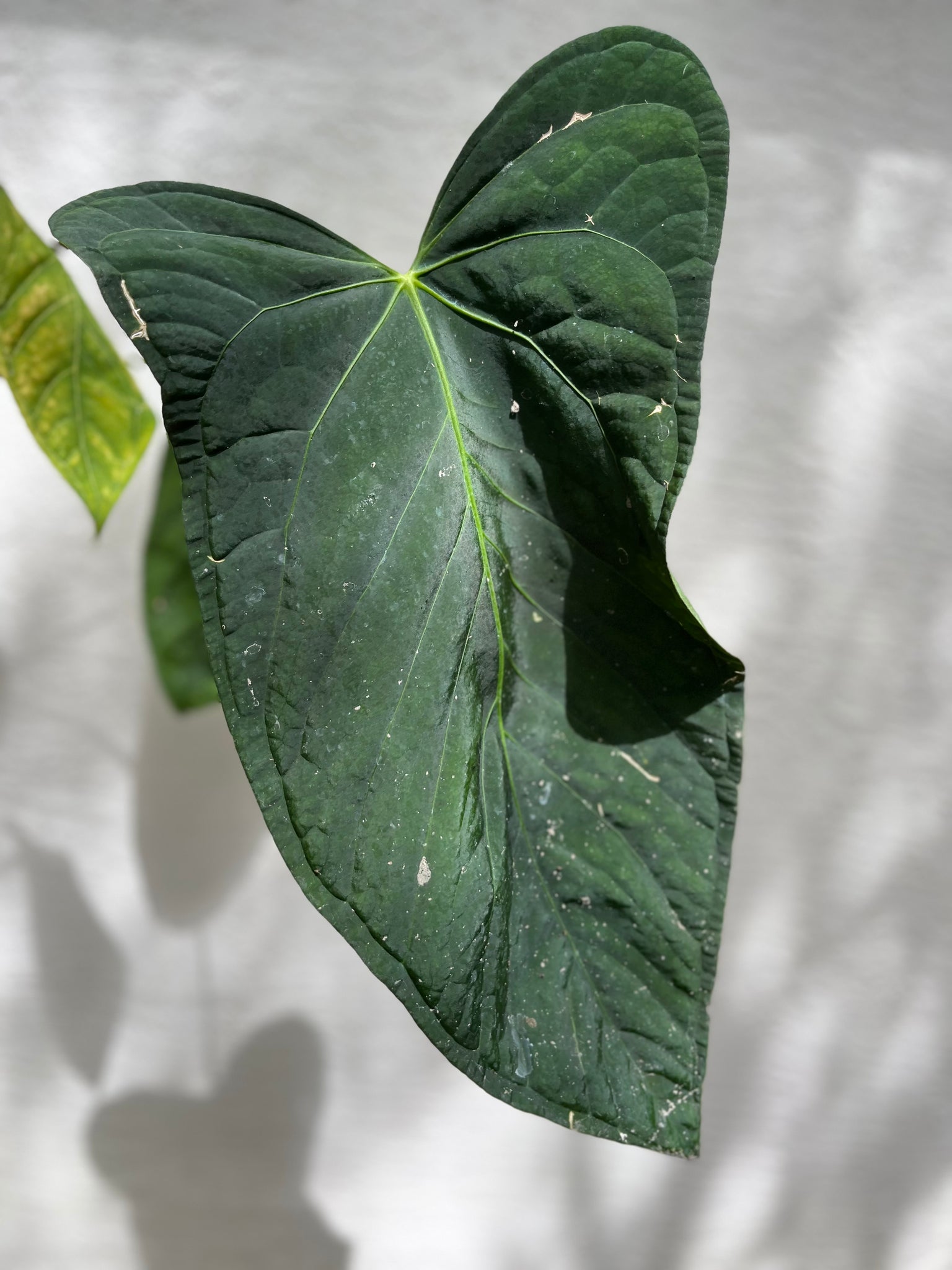 anthurium rioclarense Anthurium Papillilaminum (Ree Gardens) x Rio Clarense wild hybrid benc – TanAsianWithPlants