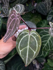 Anthurium Zara x Michelle x Red Crystallinum (Purple Emergent)