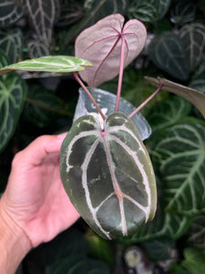 Anthurium Zara x Michelle x Red Crystallinum (Purple Emergent)