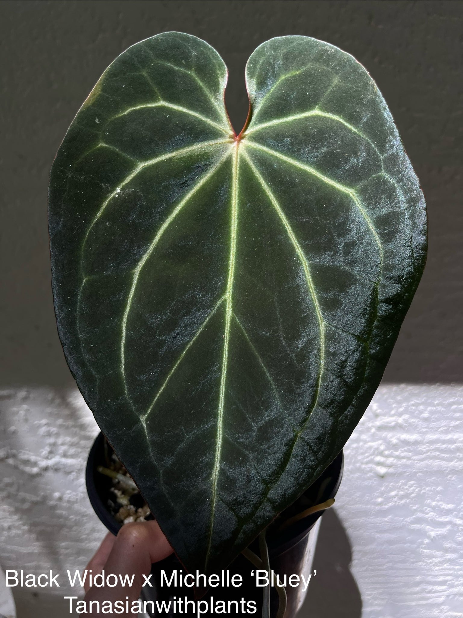 anthurium black widow x michelle Anthurium Black Widow x Michelle division – TanAsianWithPlants