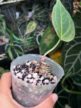 Load image into Gallery viewer, Anthurium Black Widow x Michelle division
