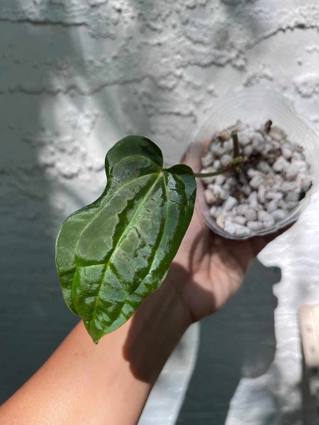 anthurium stripey Anthurium Stripey x Ace of Spades (Narrow Form) division – TanAsianWithPlants