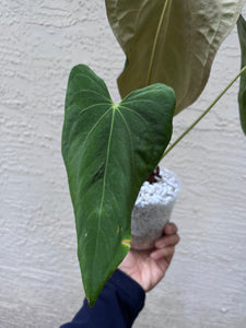 Anthurium Dressleri x Magnificum x Fort Sherman (Papillilaminum)