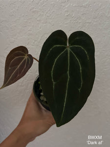 Anthurium Black Widow x Michelle division