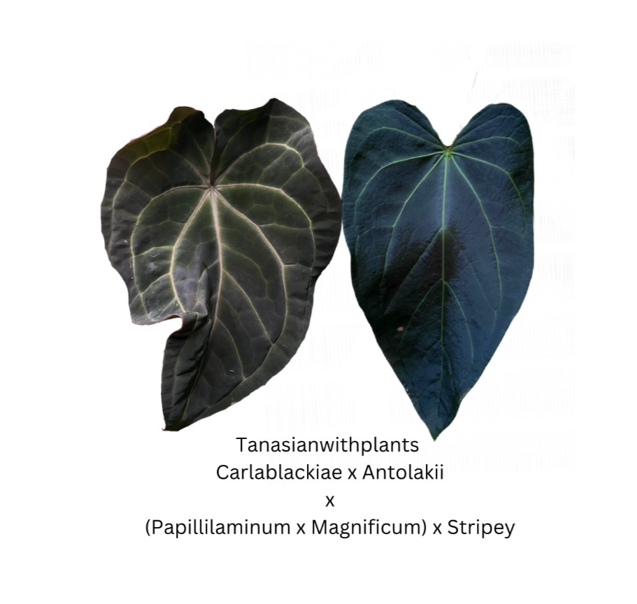 Anthurium (Carlablackiae x Antolakii) x [(Papillilaminum x Magnificum) x Stripey]- 4 seedlings