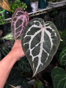 Anthurium Tim Anderson Memoriam (Zara x Michelle x Red Crystallinum)