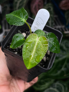 Anthurium Carlablackiae RA 1 x 16 seedling