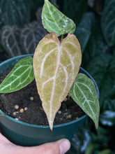 Load image into Gallery viewer, Anthurium Zara x Michelle x Red Crystallinum variegated seedling
