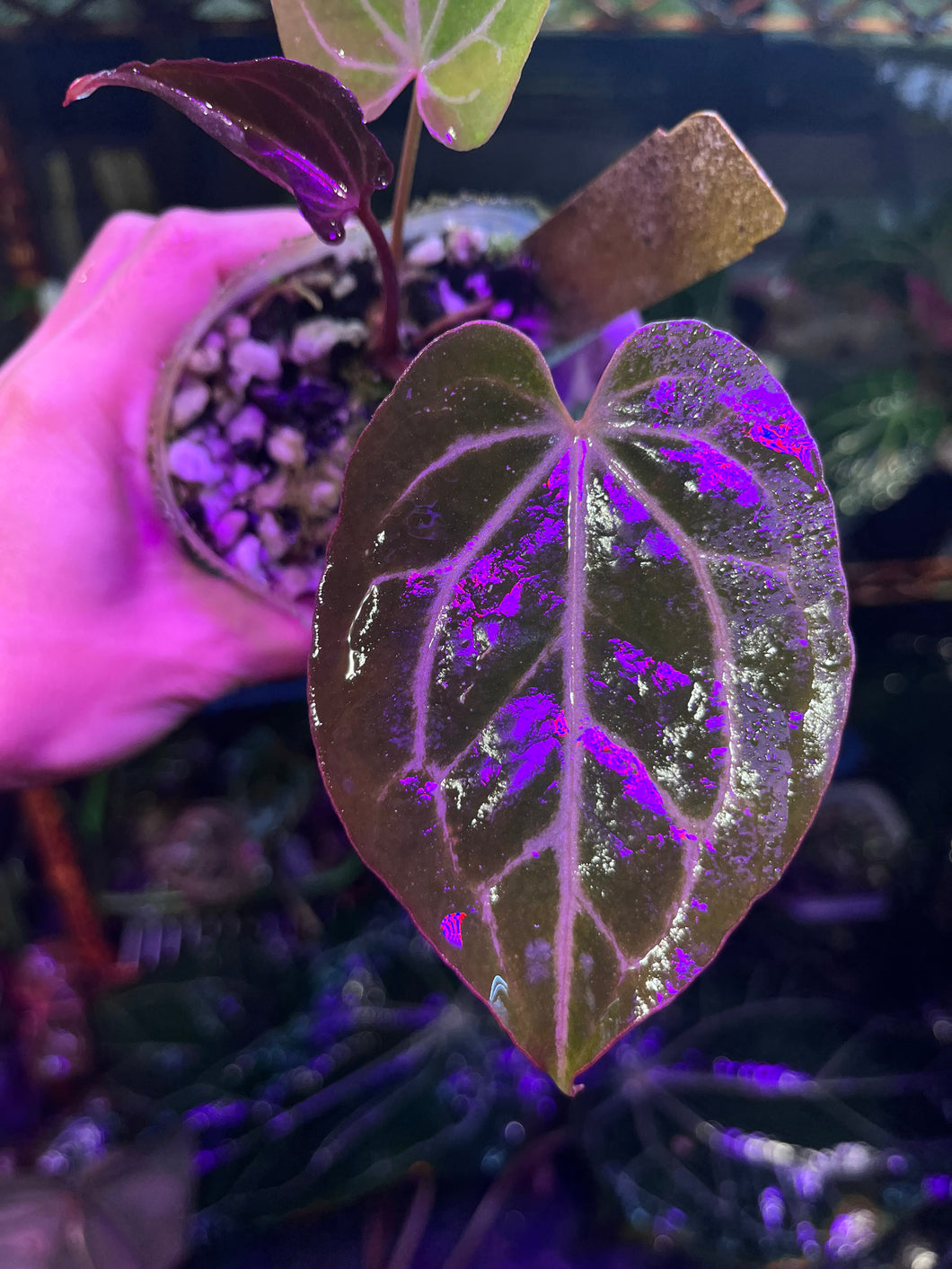 anthurium black widow Anthurium Black Widow x Michelle division – TanAsianWithPlants