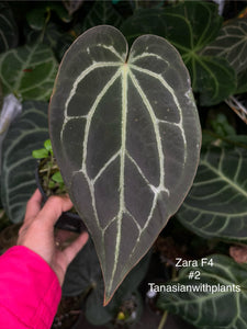 Anthurium Zara division