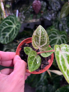 Variegated Anthurium Zara x Michelle x Red Crystallinum seedling