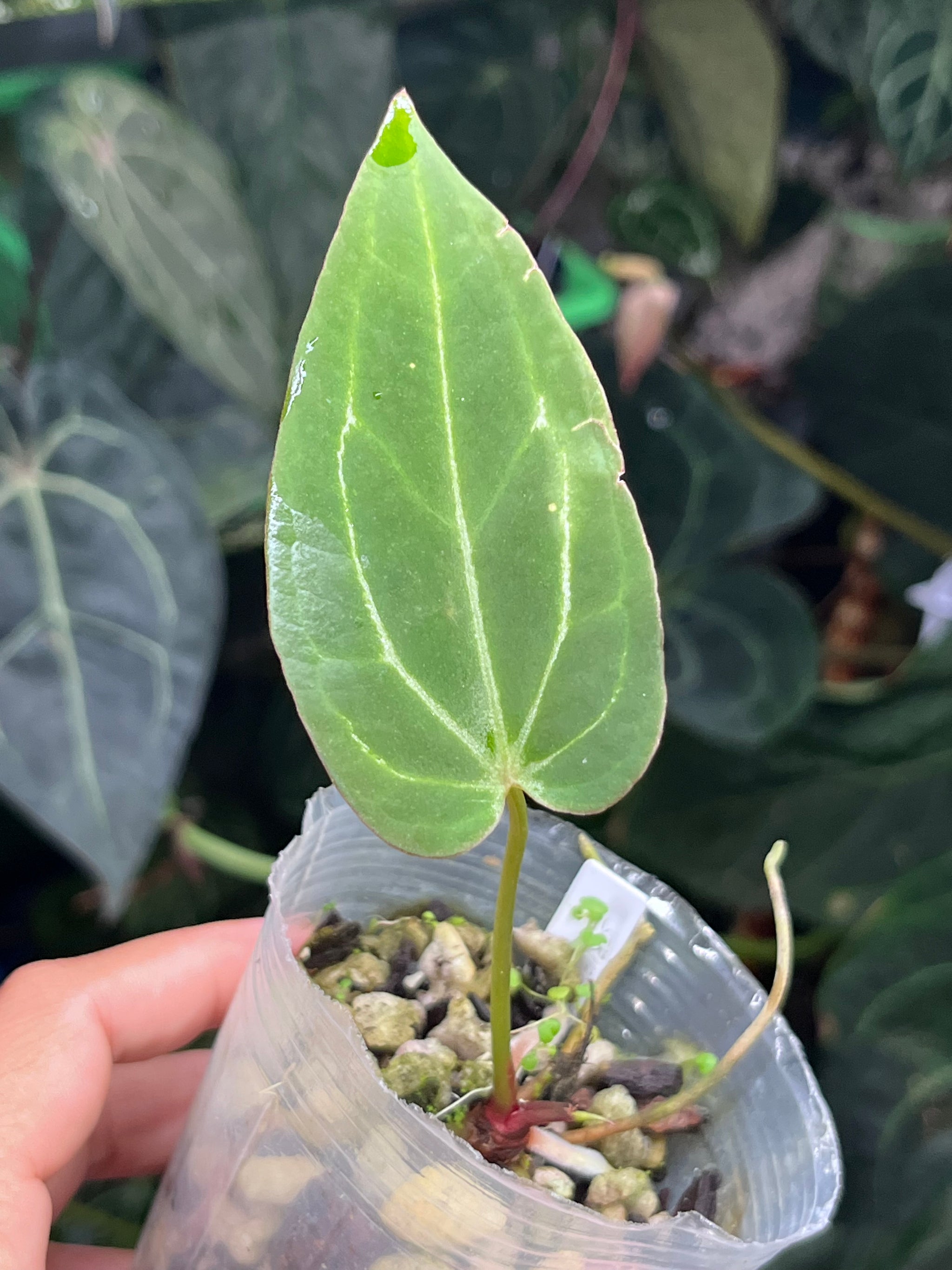 Anthurium – TanAsianWithPlants