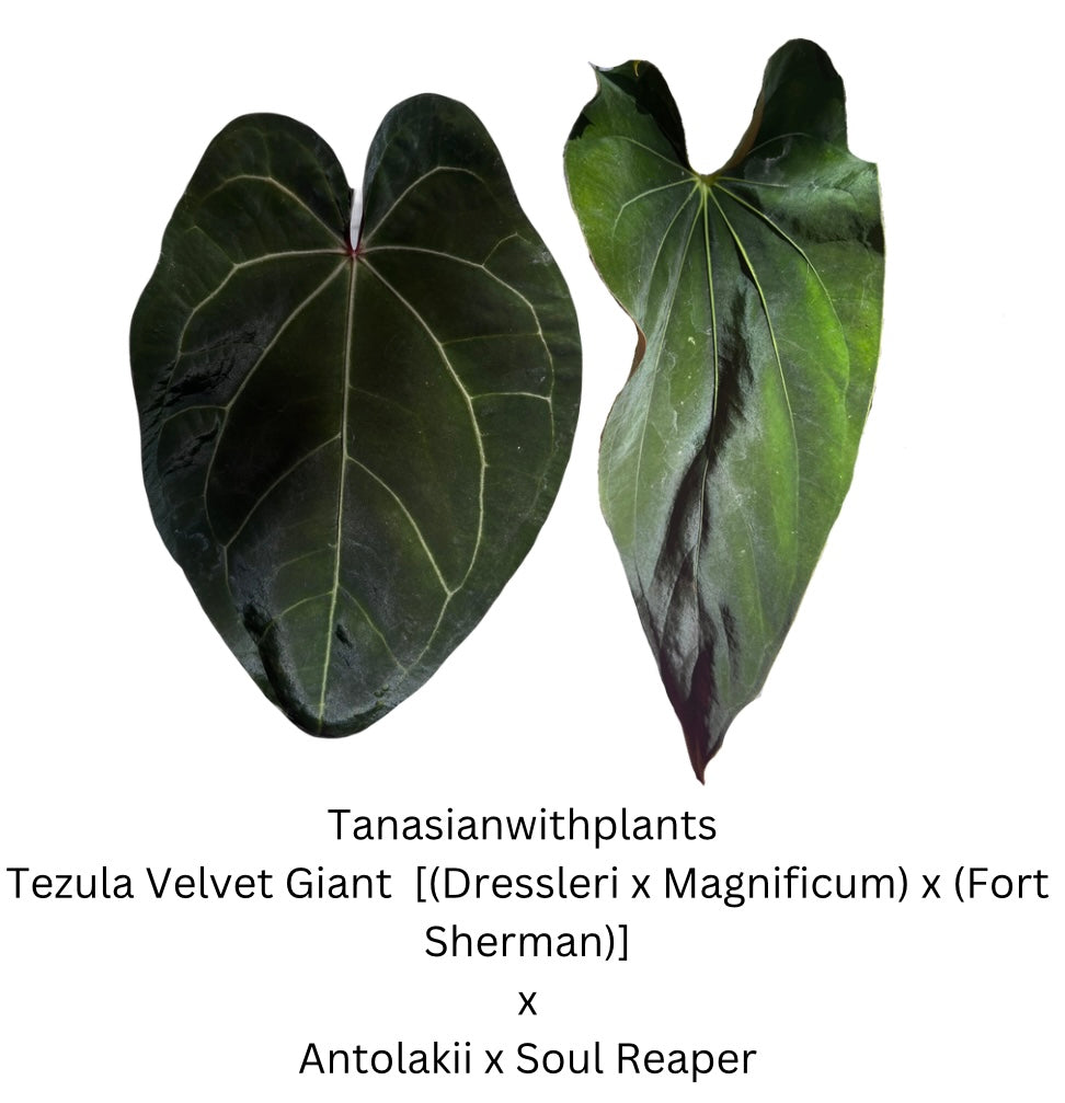 Anthurium (Carlablackiae x Besseae aff) x (Carlablackiae x