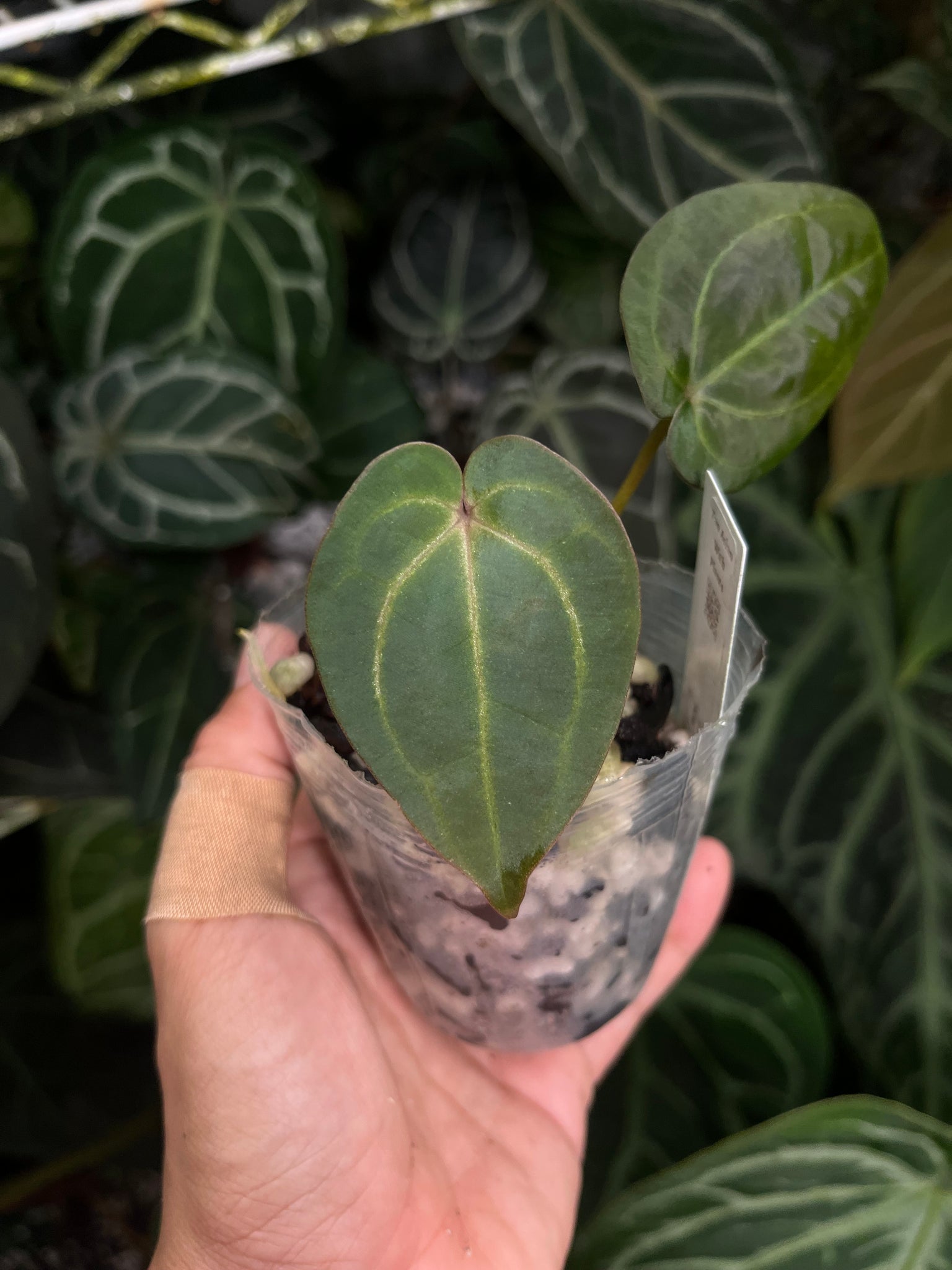 anthurium katten Anthurium Lynette division – TanAsianWithPlants