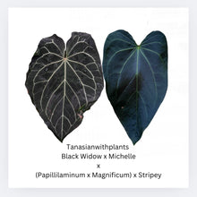 Load image into Gallery viewer, Anthurium Black Widow x Michelle x (Papillilaminum x Magnificum) x Stripey- two sprouted seeds
