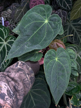 Load image into Gallery viewer, Anthurium Magnificum x Antolakii division
