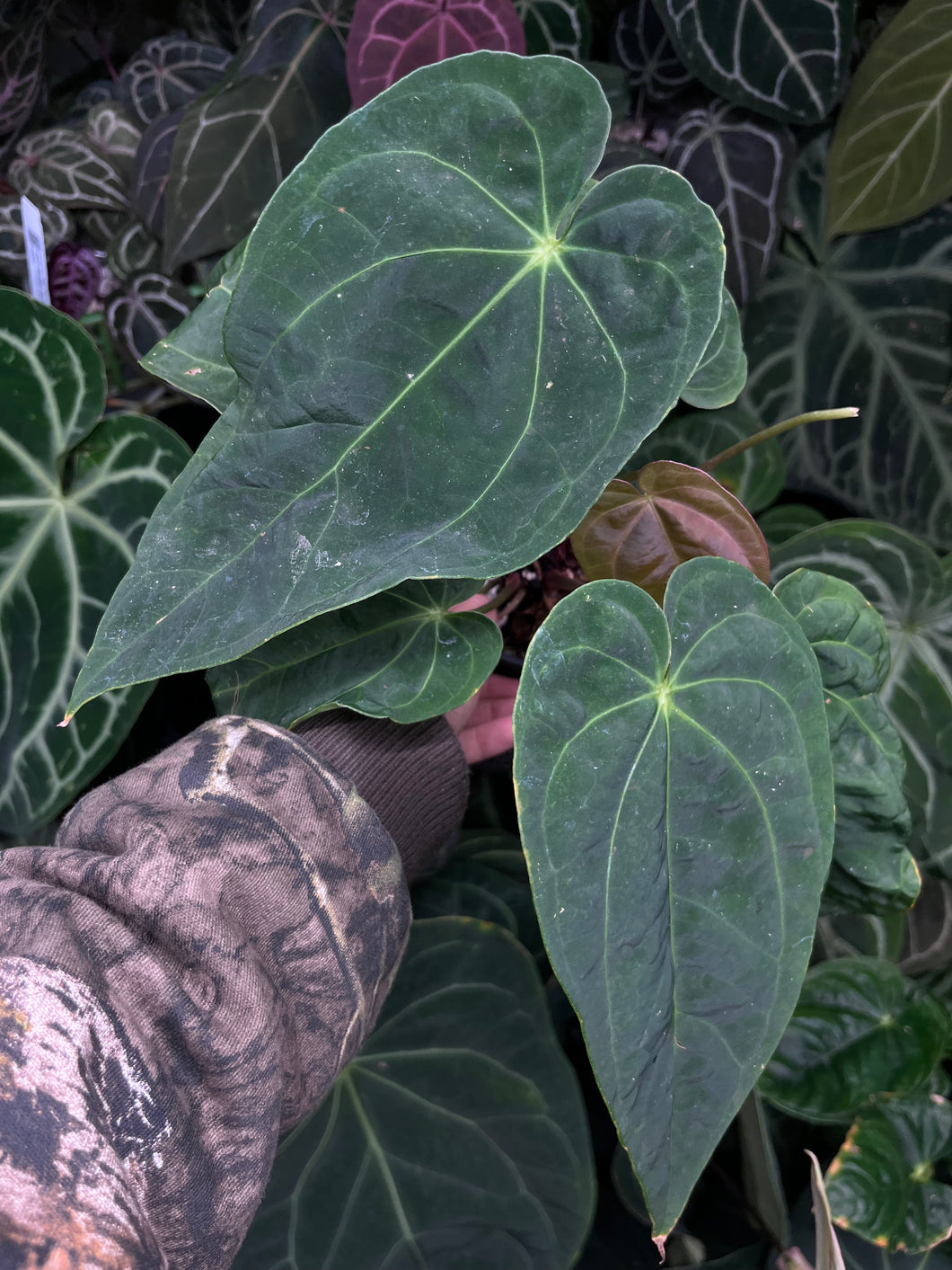 Anthurium Magnificum x Antolakii division