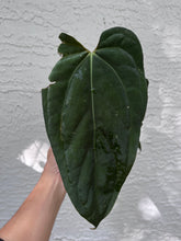 Load image into Gallery viewer, Anthurium Carlablackiae x Antolakii division
